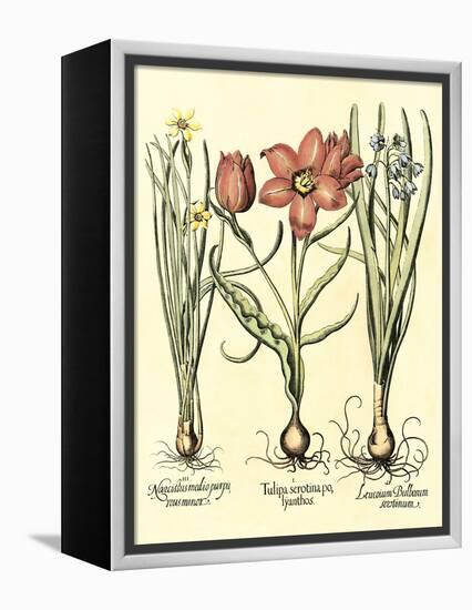 Bulb Garden IV-Besler Basilius-Framed Stretched Canvas