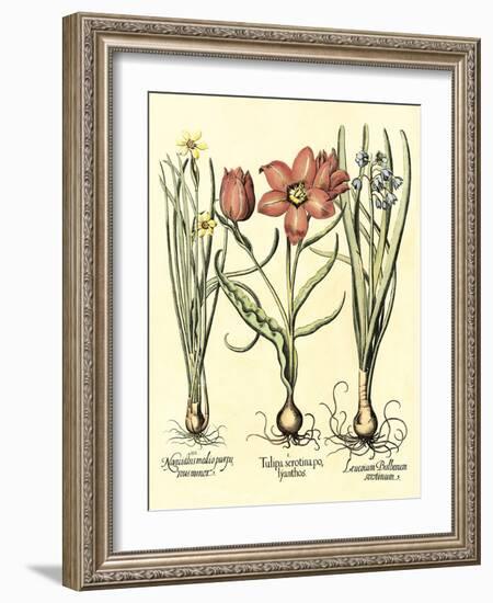 Bulb Garden IV-Besler Basilius-Framed Art Print