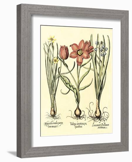 Bulb Garden IV-Besler Basilius-Framed Art Print