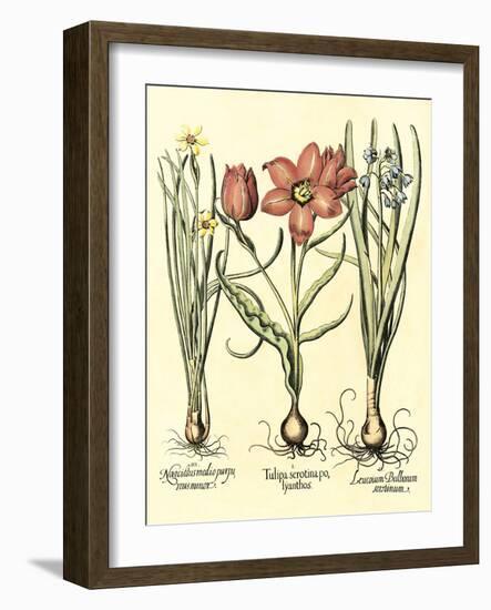 Bulb Garden IV-Besler Basilius-Framed Art Print