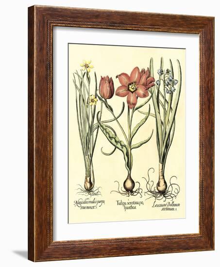 Bulb Garden IV-Besler Basilius-Framed Art Print