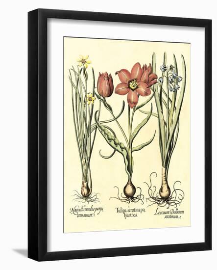 Bulb Garden IV-Besler Basilius-Framed Art Print