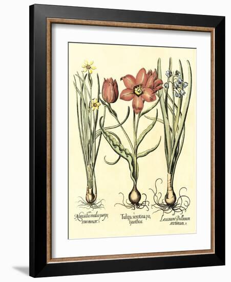 Bulb Garden IV-Besler Basilius-Framed Art Print