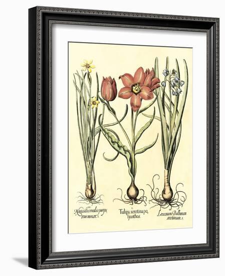 Bulb Garden IV-Besler Basilius-Framed Art Print