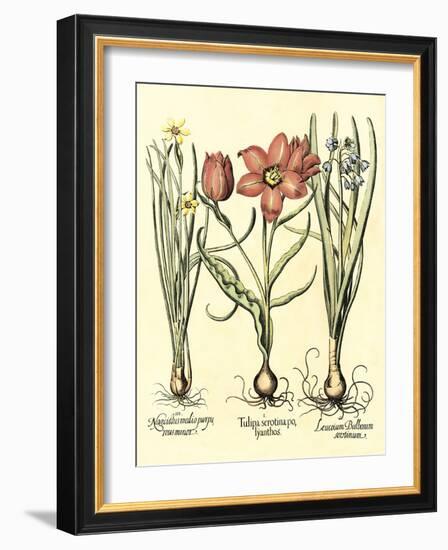 Bulb Garden IV-Besler Basilius-Framed Art Print