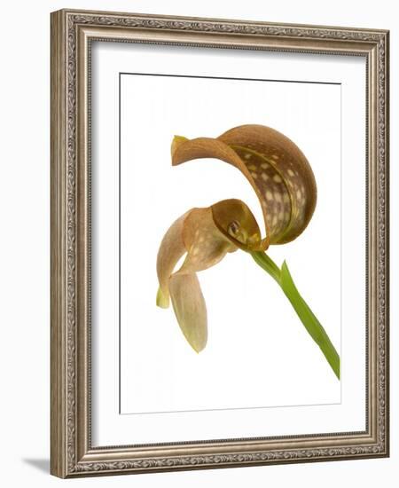 Bulbophyllum Grandiflorum-Fabio Petroni-Framed Photographic Print