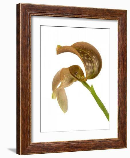 Bulbophyllum Grandiflorum-Fabio Petroni-Framed Photographic Print