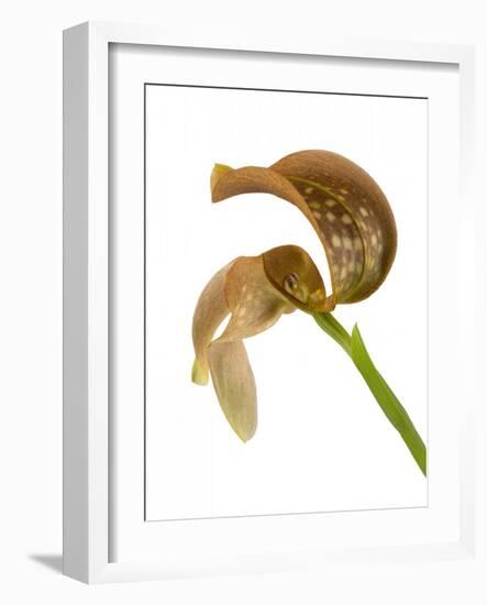 Bulbophyllum Grandiflorum-Fabio Petroni-Framed Photographic Print