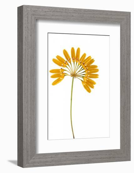 Bulbophyllum Retusiusculum-Fabio Petroni-Framed Photographic Print