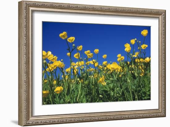 Bulbous Buttercup-null-Framed Photographic Print