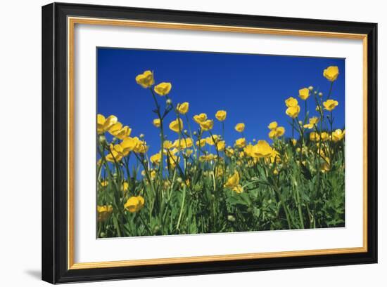 Bulbous Buttercup-null-Framed Photographic Print