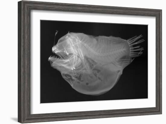 Bulbous Deep Sea Angler-Sandra J. Raredon-Framed Art Print