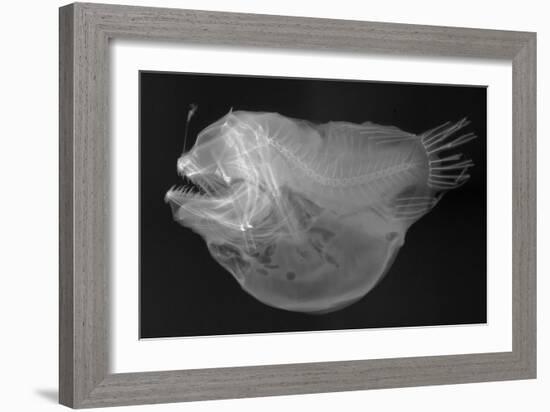 Bulbous Deep Sea Angler-Sandra J. Raredon-Framed Art Print