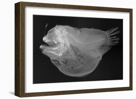 Bulbous Deep Sea Angler-Sandra J. Raredon-Framed Art Print