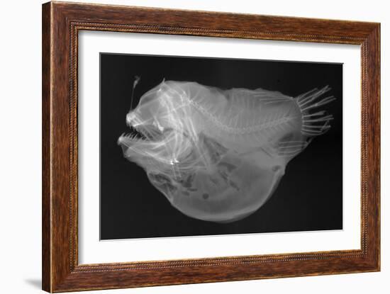 Bulbous Deep Sea Angler-Sandra J. Raredon-Framed Art Print