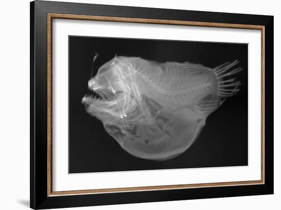 Bulbous Deep Sea Angler-Sandra J. Raredon-Framed Art Print