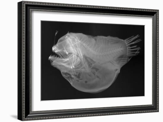 Bulbous Deep Sea Angler-Sandra J. Raredon-Framed Art Print