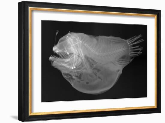 Bulbous Deep Sea Angler-Sandra J. Raredon-Framed Art Print