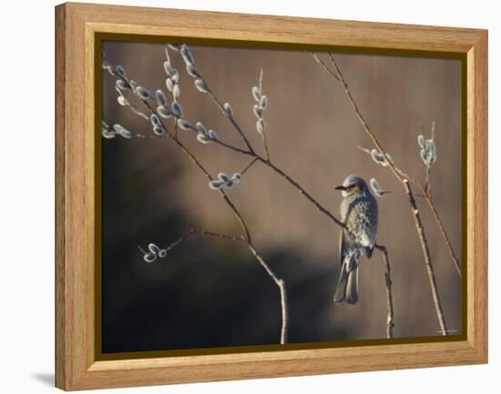 Bulbul and Pussy Willow-null-Framed Premier Image Canvas