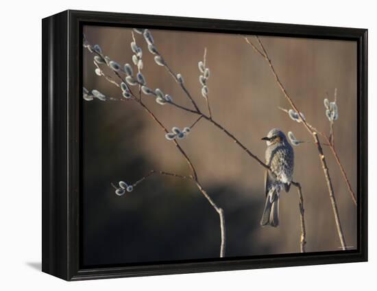 Bulbul and Pussy Willow-null-Framed Premier Image Canvas