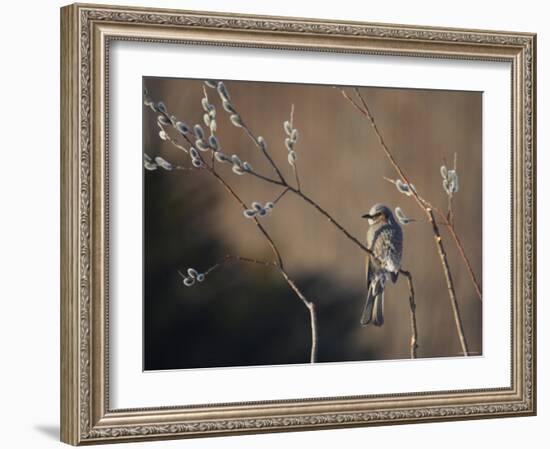 Bulbul and Pussy Willow-null-Framed Photographic Print