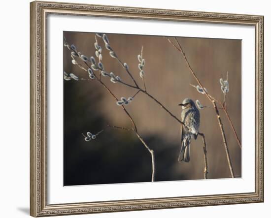 Bulbul and Pussy Willow-null-Framed Photographic Print