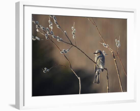 Bulbul and Pussy Willow-null-Framed Photographic Print