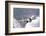 Bulgarian and Polish Air Force Mig-29S Planes Flying over Bulgaria-Stocktrek Images-Framed Photographic Print