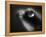 Bulging Eyes of Goldfish-Henry Horenstein-Framed Premier Image Canvas