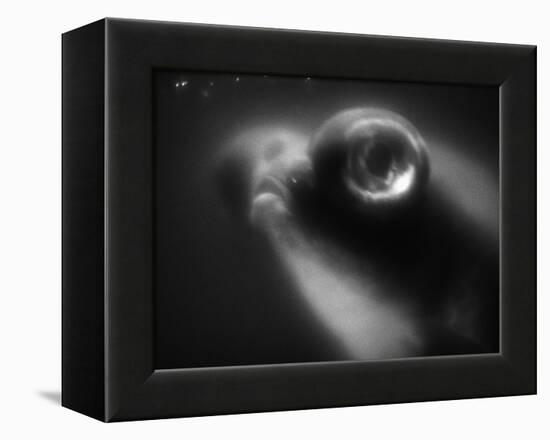 Bulging Eyes of Goldfish-Henry Horenstein-Framed Premier Image Canvas