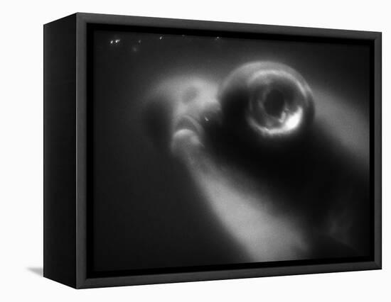 Bulging Eyes of Goldfish-Henry Horenstein-Framed Premier Image Canvas