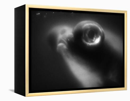 Bulging Eyes of Goldfish-Henry Horenstein-Framed Premier Image Canvas