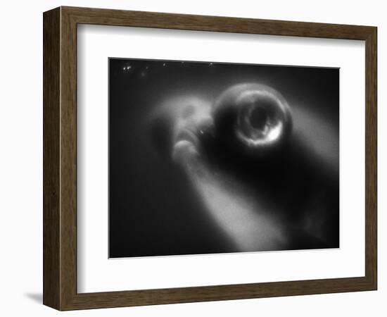 Bulging Eyes of Goldfish-Henry Horenstein-Framed Photographic Print