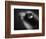 Bulging Eyes of Goldfish-Henry Horenstein-Framed Photographic Print