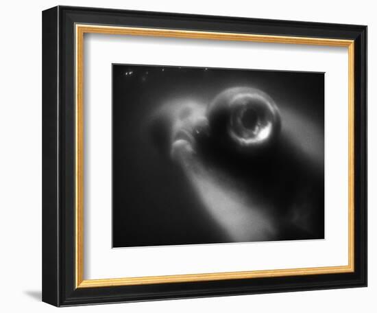 Bulging Eyes of Goldfish-Henry Horenstein-Framed Photographic Print