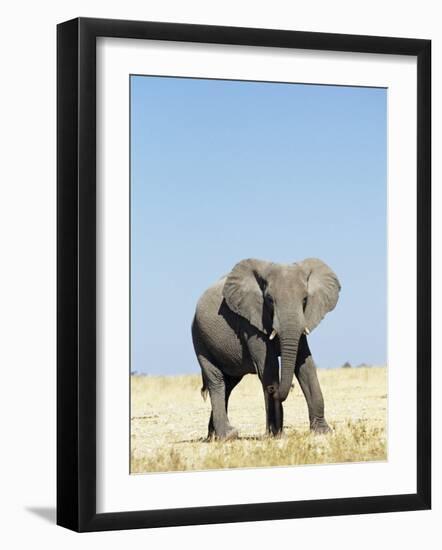 Bull African Elephants, Loxodonta Africana, Etosha National Park, Namibia, Africa-Ann & Steve Toon-Framed Photographic Print