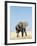 Bull African Elephants, Loxodonta Africana, Etosha National Park, Namibia, Africa-Ann & Steve Toon-Framed Photographic Print