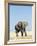 Bull African Elephants, Loxodonta Africana, Etosha National Park, Namibia, Africa-Ann & Steve Toon-Framed Photographic Print