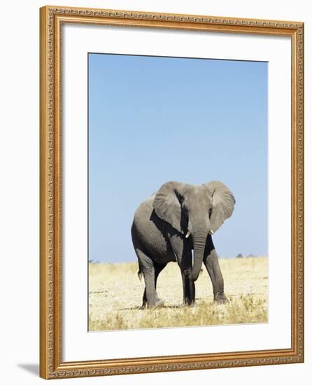 Bull African Elephants, Loxodonta Africana, Etosha National Park, Namibia, Africa-Ann & Steve Toon-Framed Photographic Print