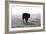 Bull after Ice Storm-Amanda Lee Smith-Framed Photographic Print