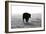 Bull after Ice Storm-Amanda Lee Smith-Framed Photographic Print