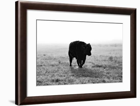 Bull after Ice Storm-Amanda Lee Smith-Framed Photographic Print