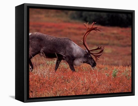 Bull Barren Ground Caribou and Colorful Tundra in Denali National Park, Alaska, USA-Charles Sleicher-Framed Premier Image Canvas