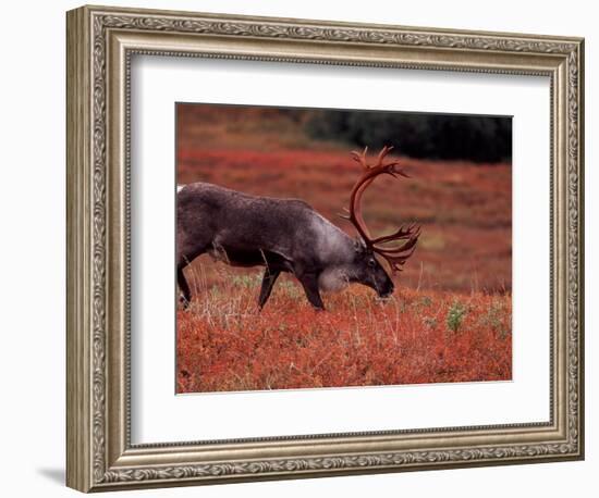 Bull Barren Ground Caribou and Colorful Tundra in Denali National Park, Alaska, USA-Charles Sleicher-Framed Photographic Print