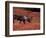 Bull Barren Ground Caribou and Colorful Tundra in Denali National Park, Alaska, USA-Charles Sleicher-Framed Photographic Print