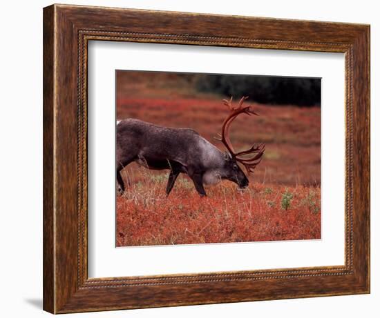 Bull Barren Ground Caribou and Colorful Tundra in Denali National Park, Alaska, USA-Charles Sleicher-Framed Photographic Print