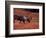 Bull Barren Ground Caribou and Colorful Tundra in Denali National Park, Alaska, USA-Charles Sleicher-Framed Photographic Print