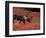 Bull Barren Ground Caribou and Colorful Tundra in Denali National Park, Alaska, USA-Charles Sleicher-Framed Photographic Print