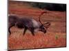 Bull Barren Ground Caribou and Colorful Tundra in Denali National Park, Alaska, USA-Charles Sleicher-Mounted Photographic Print