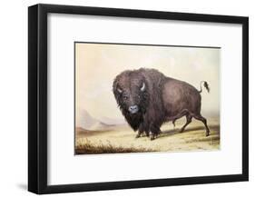 Bull Buffalo-George Catlin-Framed Giclee Print